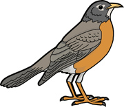 American Robin Clipart