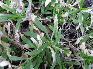 Dianthus flowers